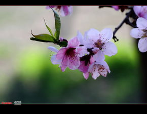 桃花盛开的时间段节点