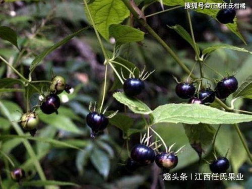 一、  类叶升麻及其独特形态