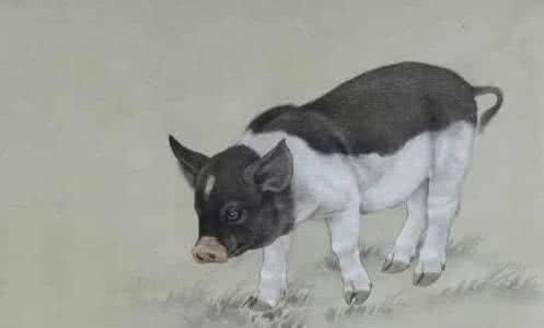 1971年属猪女性在2026年运势如何改变？