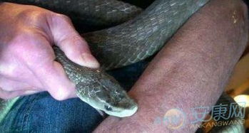 2023年女人梦见蛇，这预示着什么具体含义或吉凶？