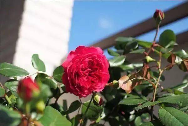 二、生长习性特征：人工干预下的特殊生理反应