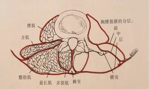 ③ 病理及体型因素所致的颜色变化