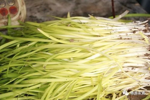 孕妇梦见蒜黄送人是什么征兆？预示着什么寓意？