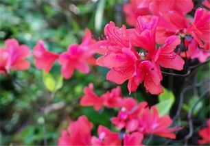 映山红家里种植合适吗？风水上有哪些讲究？