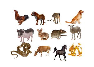 属马和属鼠婚姻如何化解，属马属鼠越冲越旺是什么意思？