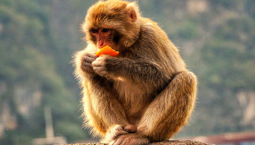 92年属猴的人住几层楼风水最好？适合住哪一层？