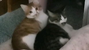 3. 梦境中的猫语及其象征意义