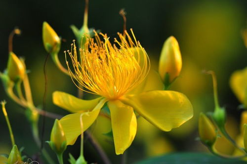 未来8天四大生肖会否咸鱼翻身，桃花盛开，幸福纠缠？