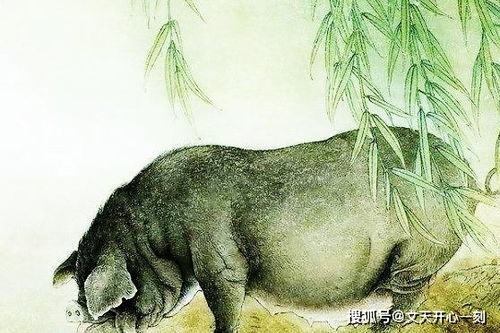 猪（亥）——一眼定情、 终生守护之典型案例