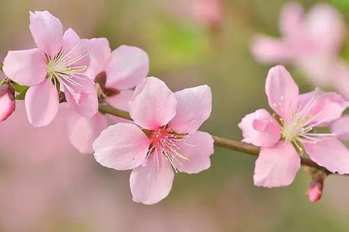 三、 案例分析：从个体经验看桃花运对生活轨迹的影响