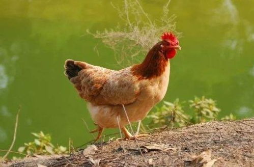 2026年和2028年属鸡的人分别对应哪一年生肖属相？