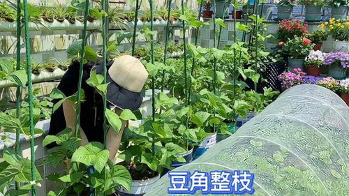 楼顶种植豆角会对住宅风水产生哪些不利影响？