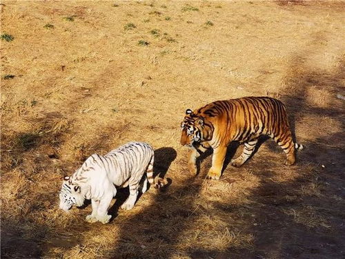 虎虎生威对应哪个生肖？这生肖尾巴长不长？