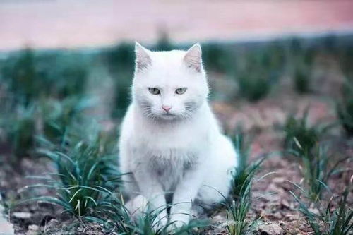 可依养黑猫吗？这样的风水会好吗？