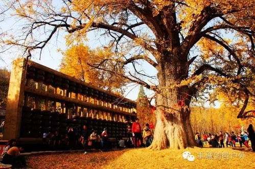 象山银杏谷：一个你可Neng还不太熟悉的地方