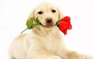 属狗和属兔的男人财运如何？属狗女性会喜欢属兔的吗？