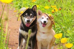 生肖狗：忠诚坚定的守护精神与无畏气概