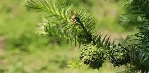 1. “草木喜向阳” 的自然哲理