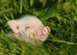 属猪的5月出生的人，他们的富贵命是不是忒别显赫呢？