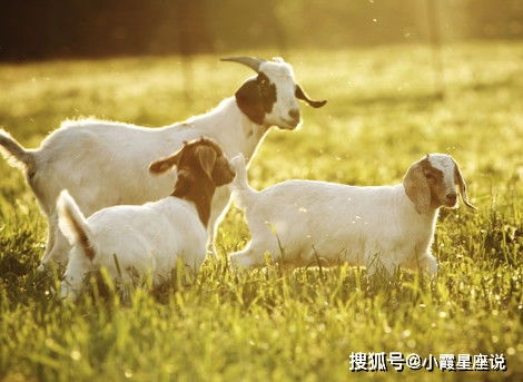 属羊人2026年1月开业吉日和2025年12月理发吉日分别是哪天？