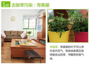 常春藤：兼具生态功能与吉祥寓意