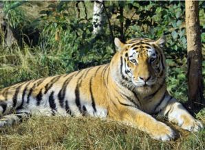 属虎人遇到小人会有何影响？1986年属虎者如何通过吉祥物防小人？