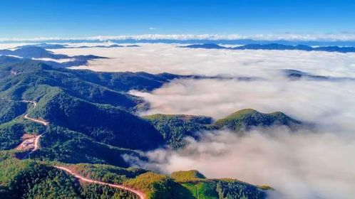 紫溪山：我与蚊子的“不解之缘”