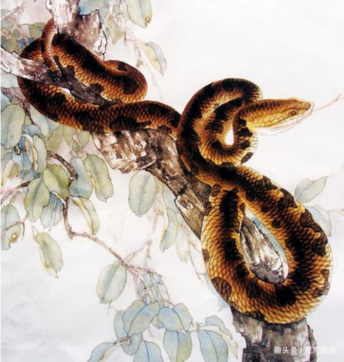 将金鳷擘海打一生肖，这是什么生肖的别称？