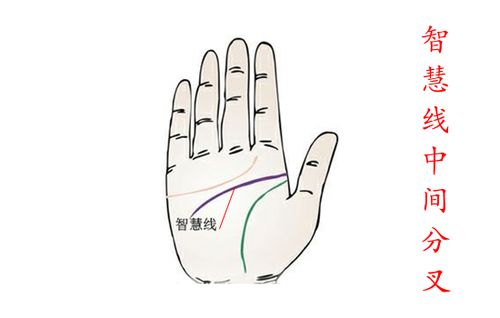 智慧线长度及其完整性——机敏程度之指示器