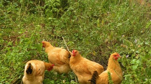 1. 养殖活动与环境容量的动态平衡