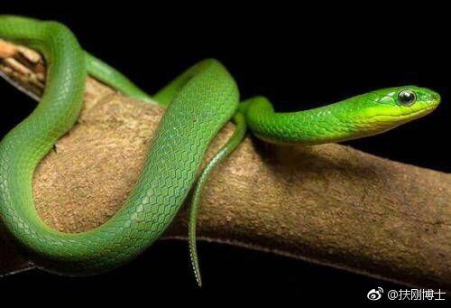 2026年属蛇的人感情运势具体表现是怎样的？