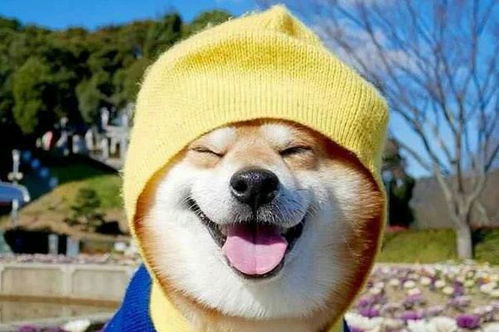 属狗人一生中哪三位贵人对其影响最大？