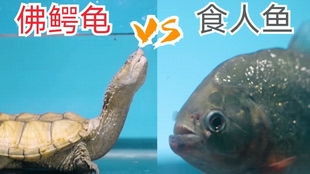 文化底蕴符号与风水解读