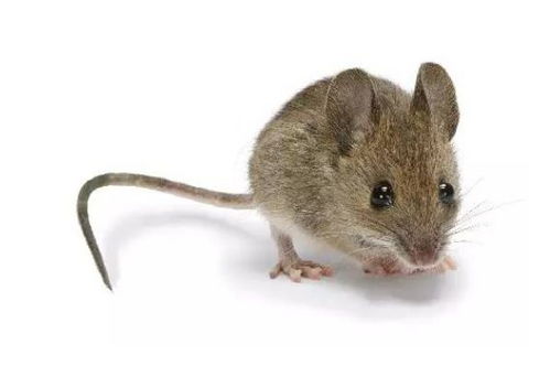 红鼠年属什么生肖？以狸饵鼠打哪个生肖？