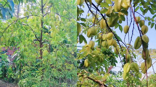 四、 生长习性与风水“生气”原则的耦合