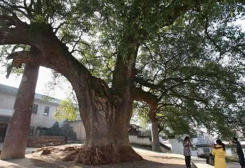 在坟地前种植樟树对风水有影响吗？