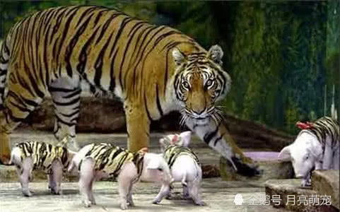 揭秘农历九月虎宝宝命名秘诀，  打造个性宝宝名