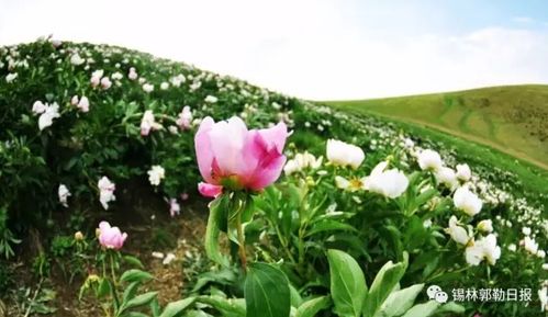 2026年芍药谷的神秘预言