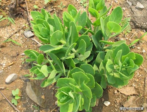 具体植物及其风水功效