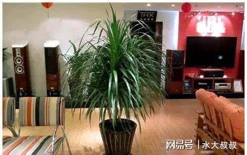 一、 传统堪舆学框架下的植物五行属性及其辨识依据