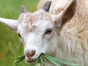 2026年属羊人的财运和运势具体如何？