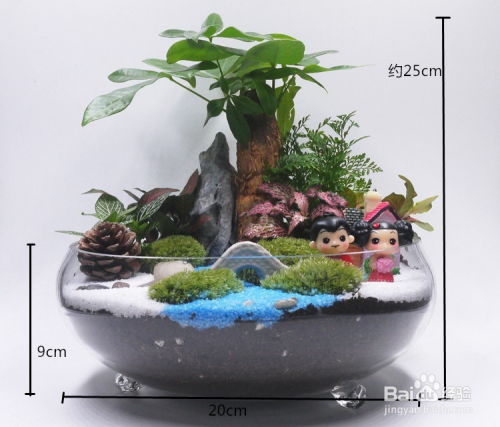 澳洲杉长得也太奇葩了吧