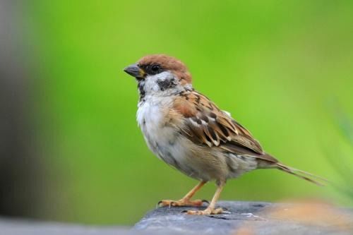 麻雀进家门，这难道不是风水上的吉兆吗？