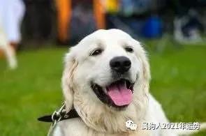 2021年阳历1月21日出生的属狗人命运如何，这一天是好日子吗？