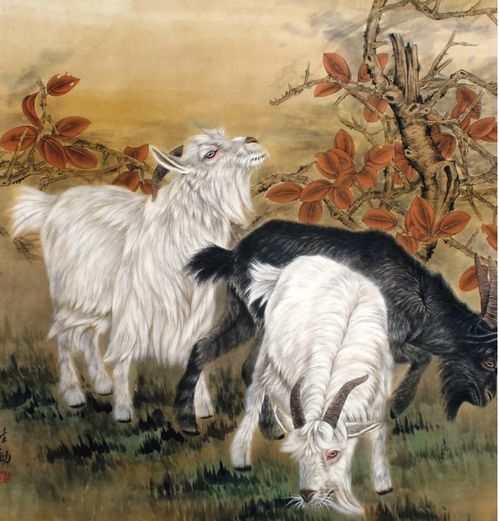 属羊人三十岁后的命运如何，是不是会迎来好运转折？