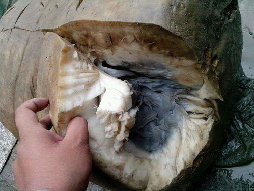 灵芝的吉祥寓意