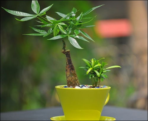 朝向与光照要求