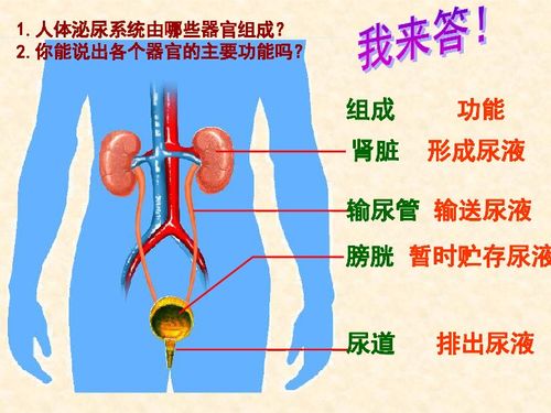 1．汗液的生成与血液的关系