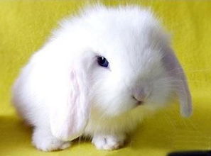 2026年属兔白羊座三月运势及全年各月运势具体内容是什么？