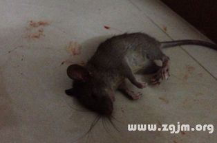 梦见床上有老鼠，这吉凶如何解释呢？